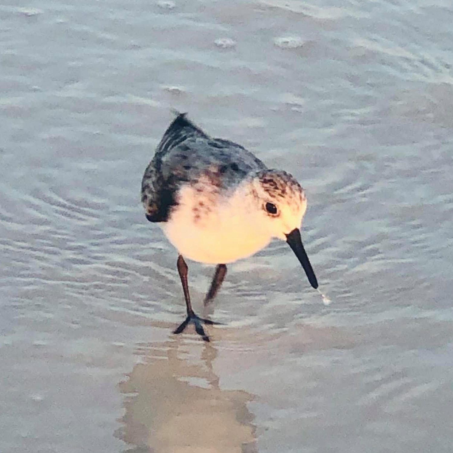 Sanderlings