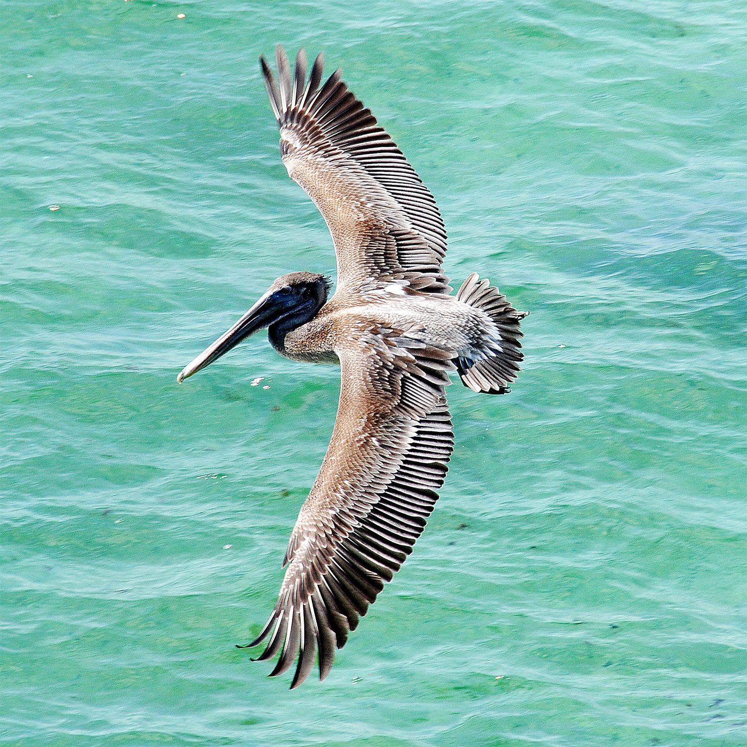 Pelican Flying