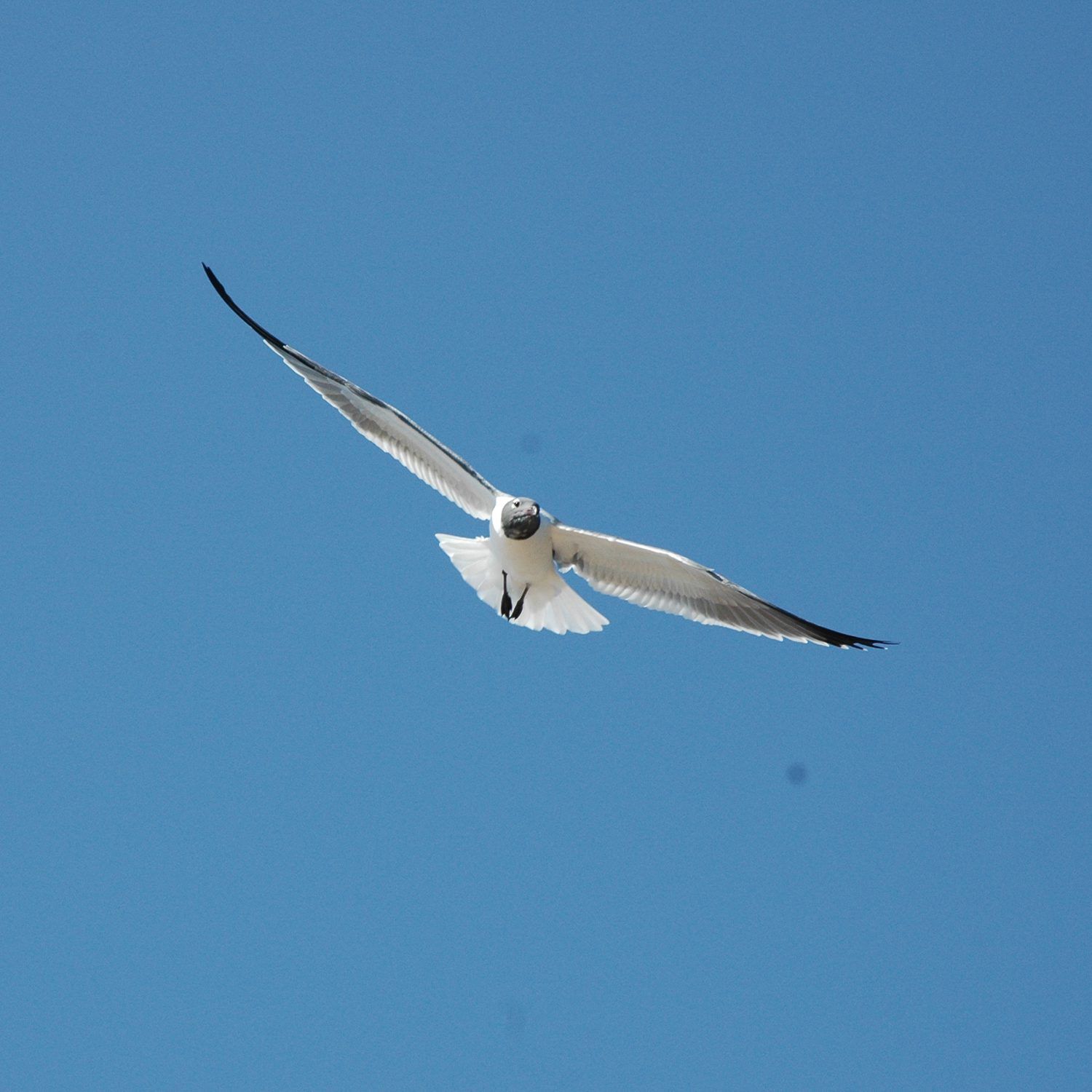 Gulls