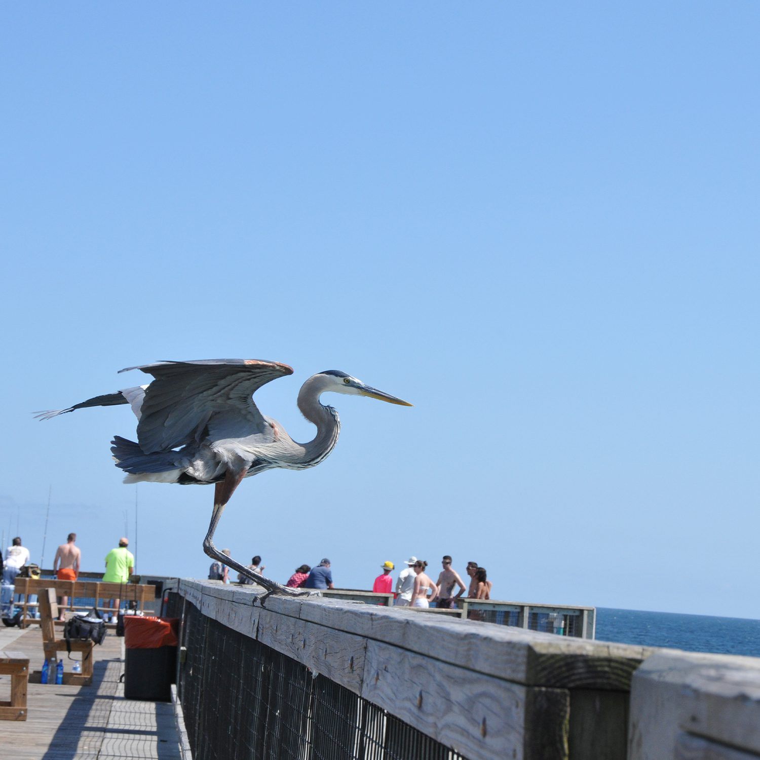 Pier with a pelican