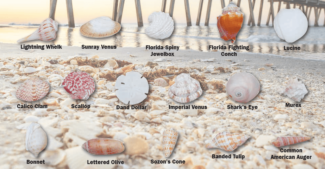 shell guide