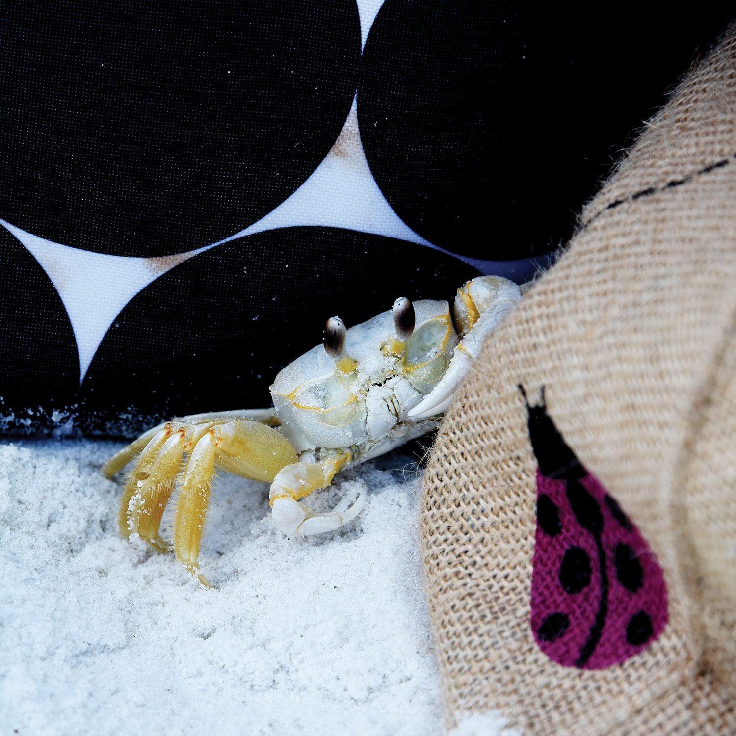 crab