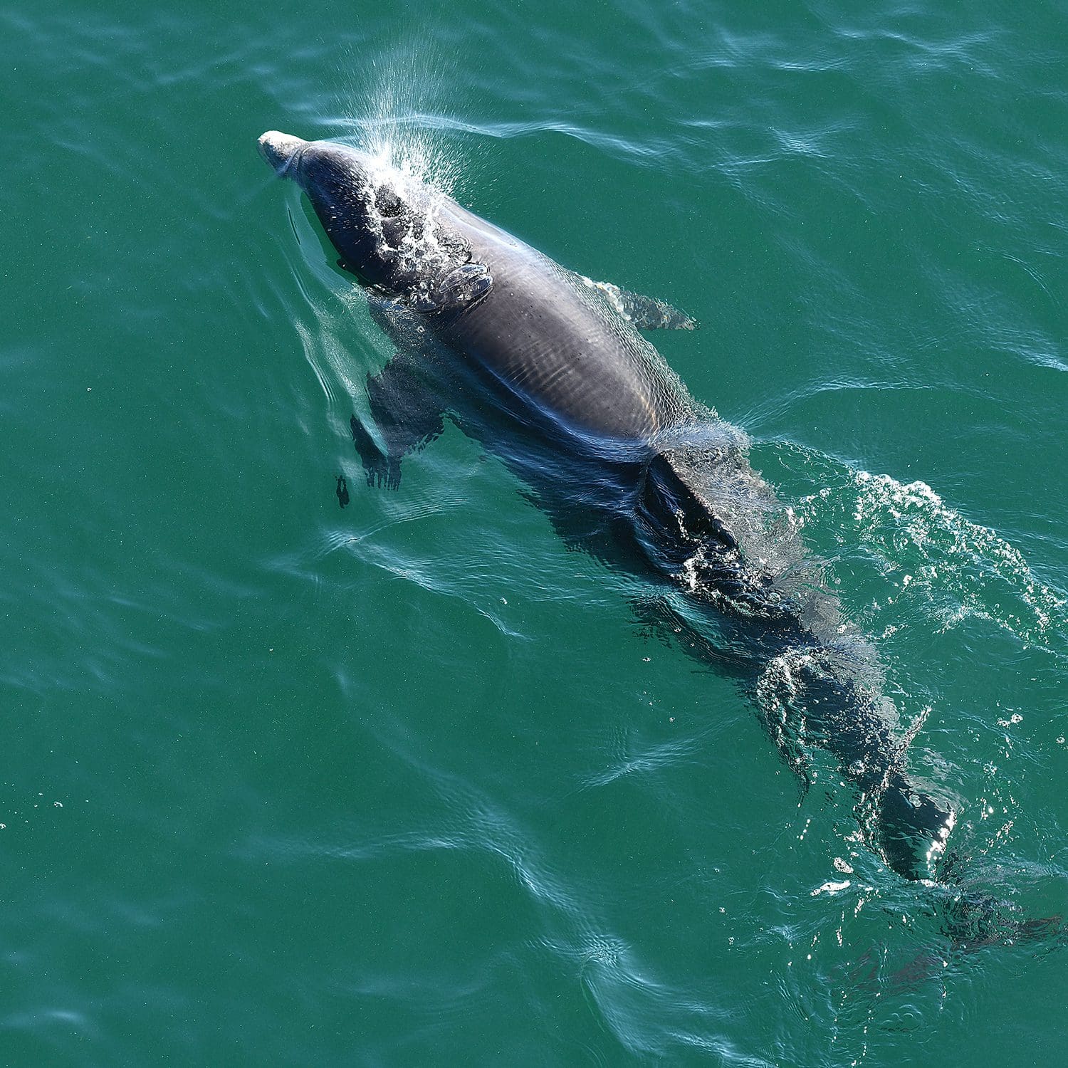 dolphin