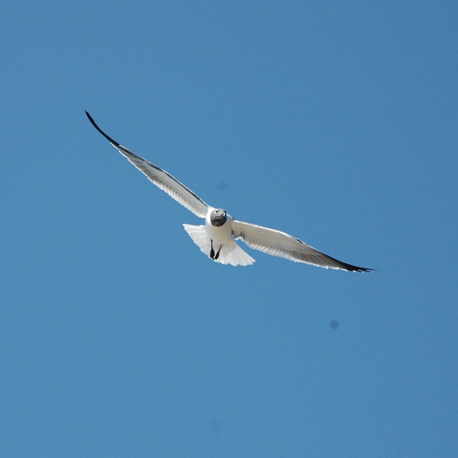gull