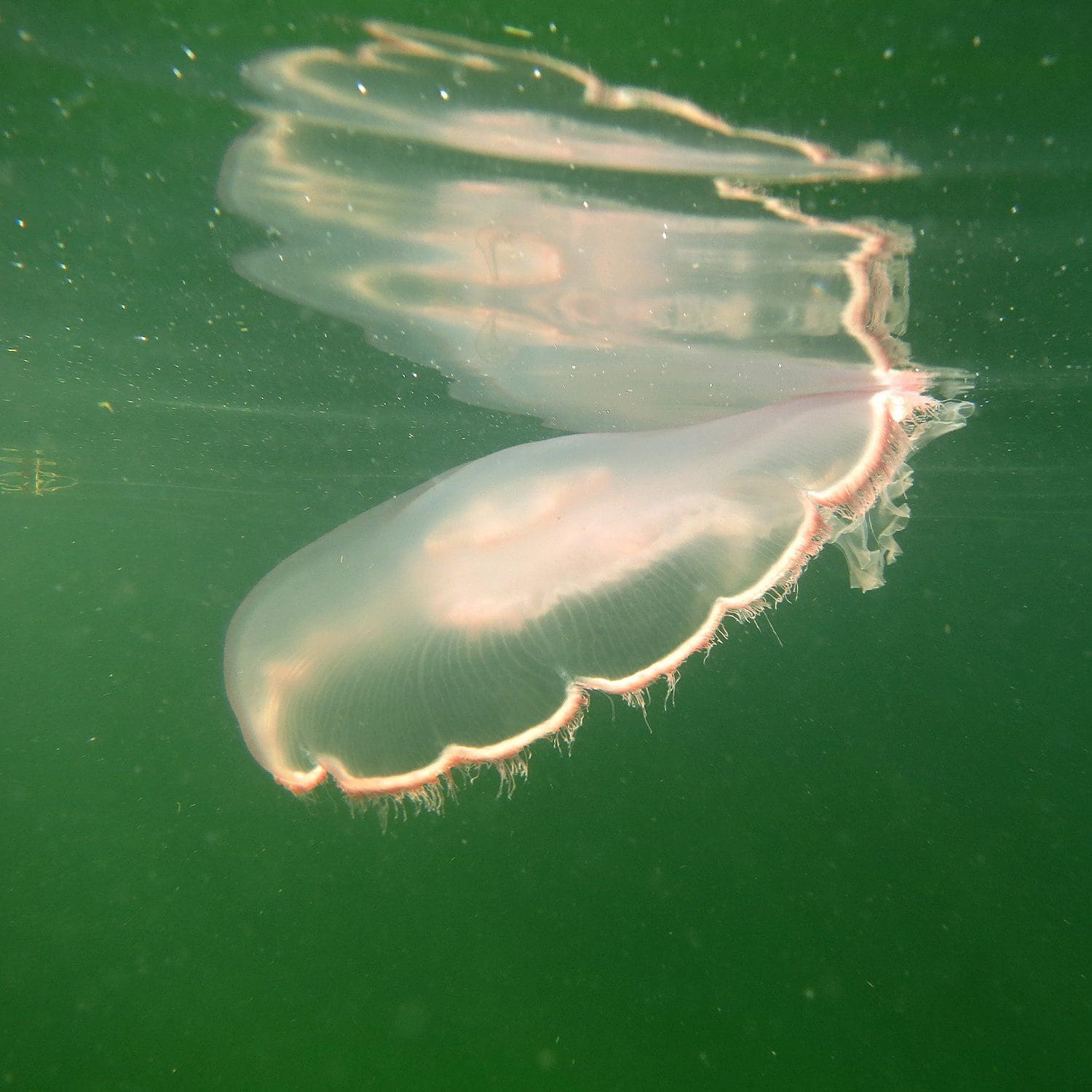 jelly