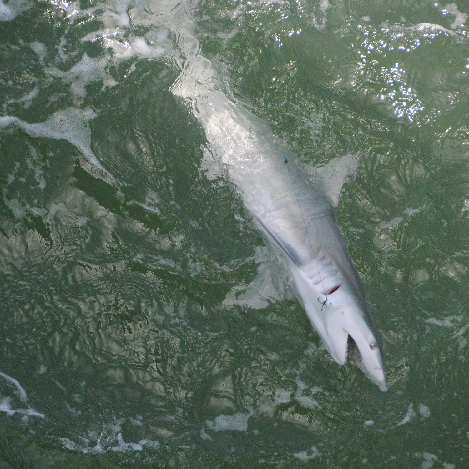 shark
