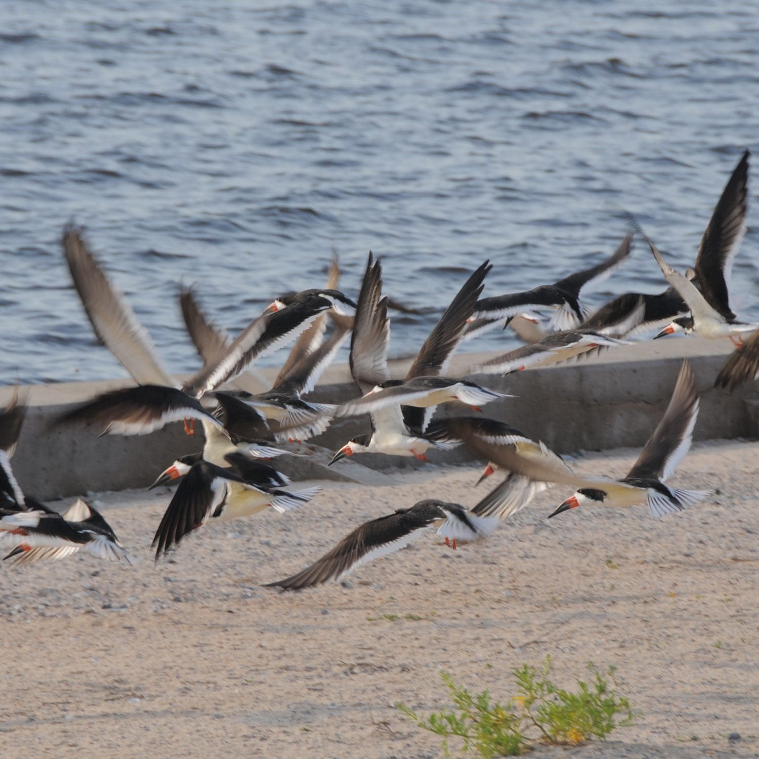 skimmer