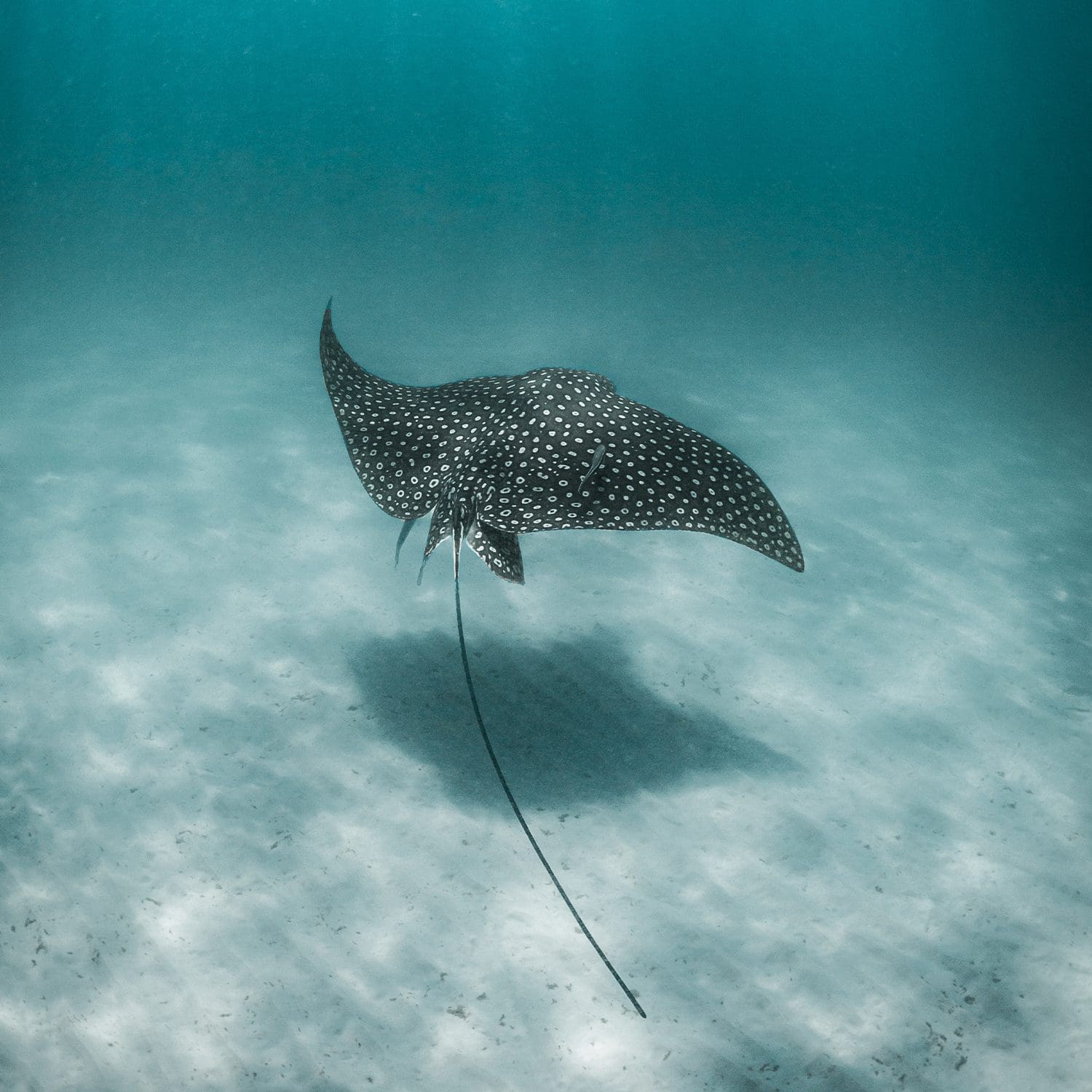 stingray