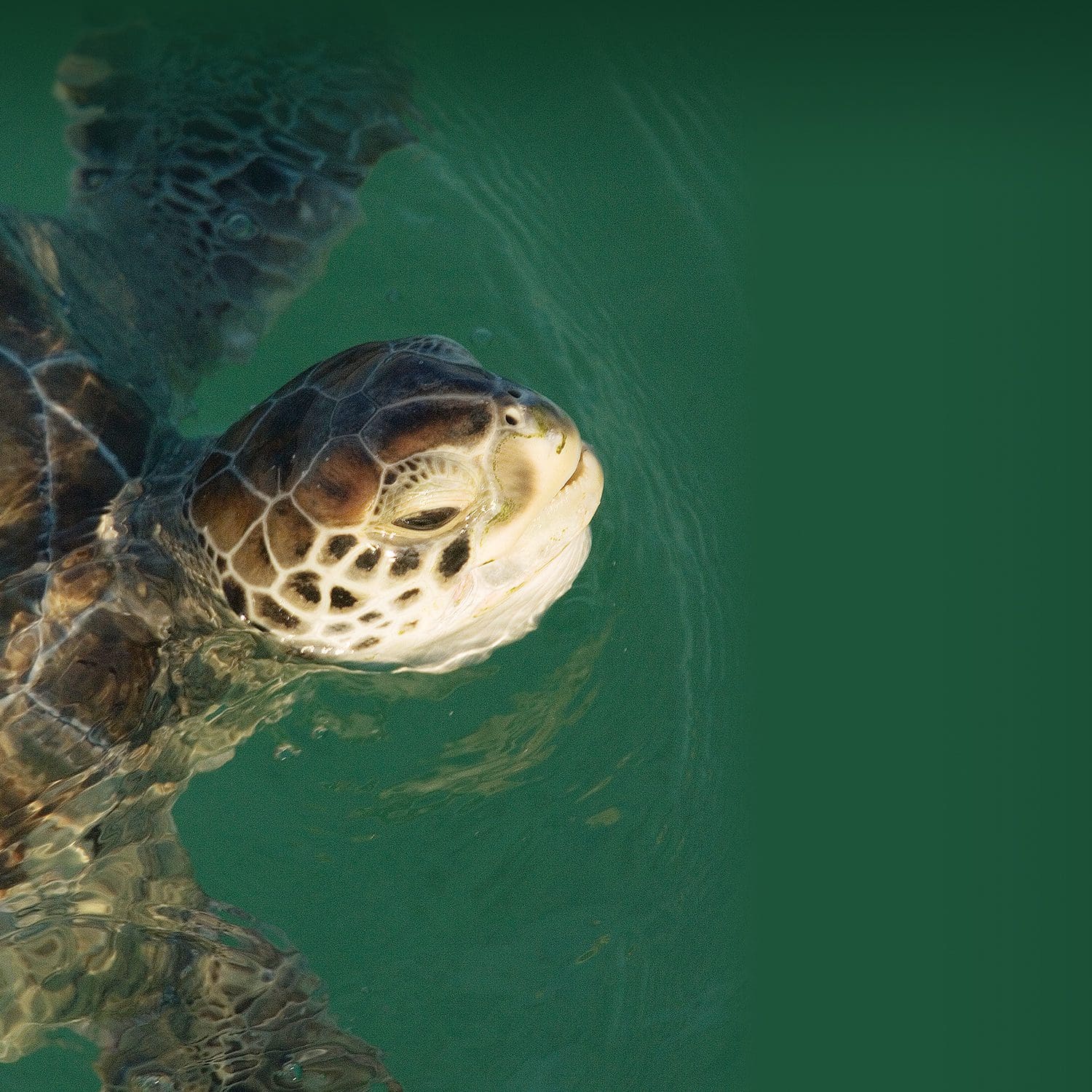 turtle