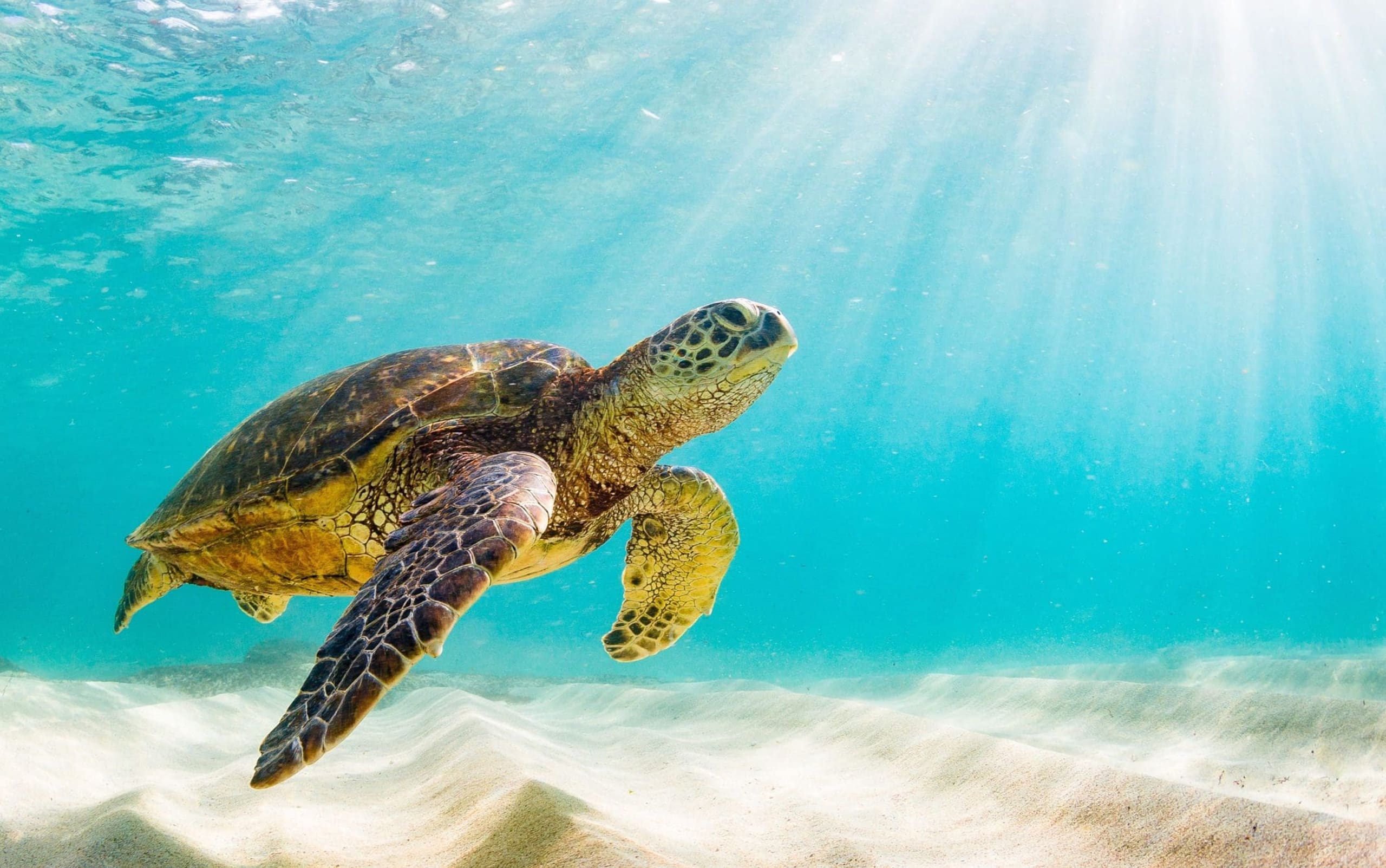 sea life